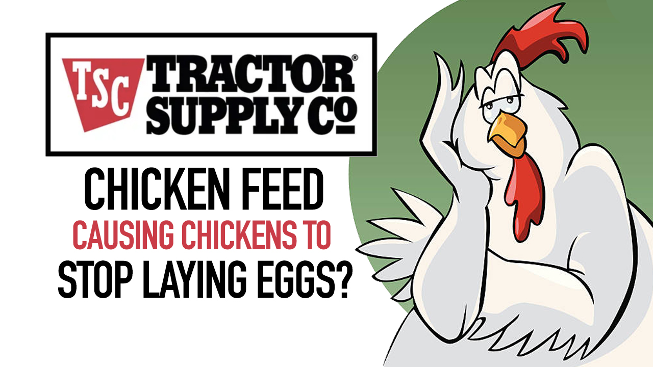 Tractor Supply Chicken Feed Reportedly Causing Egg Laying to Stop. (Board Has Ties to WEF & Jeffrey Epstein)